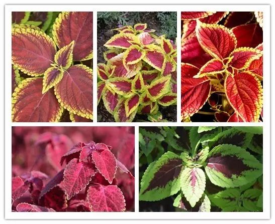 北方喜阴的室内植物花卉有哪些,喜阴耐寒的室外花卉植物有哪些