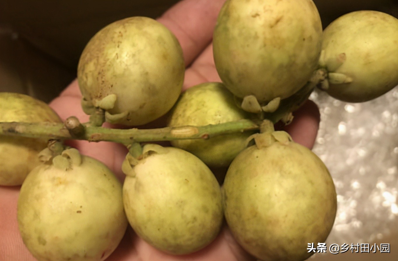 外表像桔子里面是水是什么水果,外表像芒果的零食