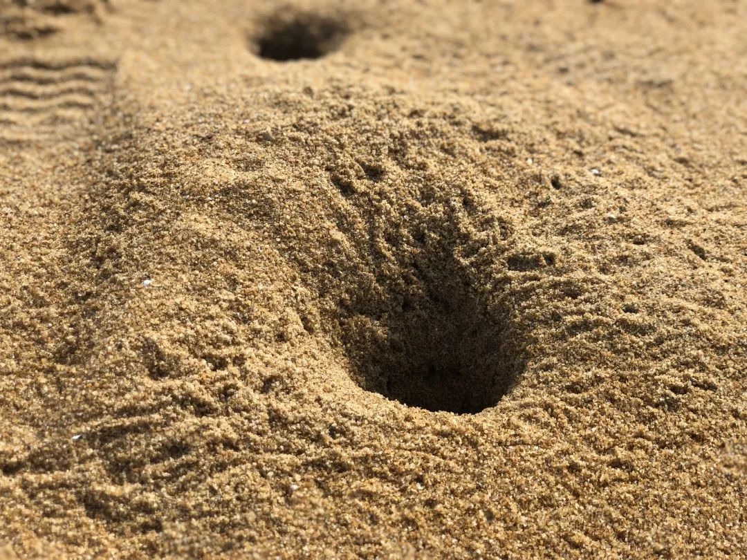 钦州三娘湾寻找白海豚,钦州三娘湾中华白海豚咬不咬人