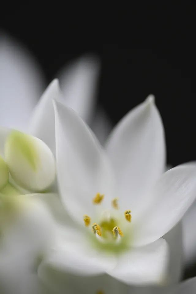 尼康105-2.8d微距镜头,尼康z1052.8s镜头拍摄效果