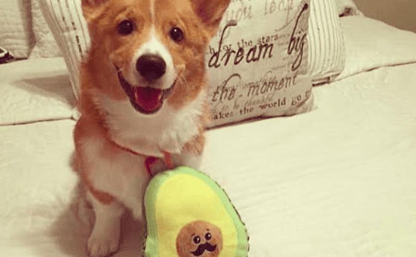 营养价值很高的牛油果,狗狗吃牛油果有什么好处