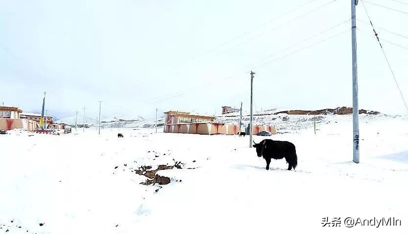 挖10万元1斤的虫草,却买不起一个玩具|高原孩子的残酷童年