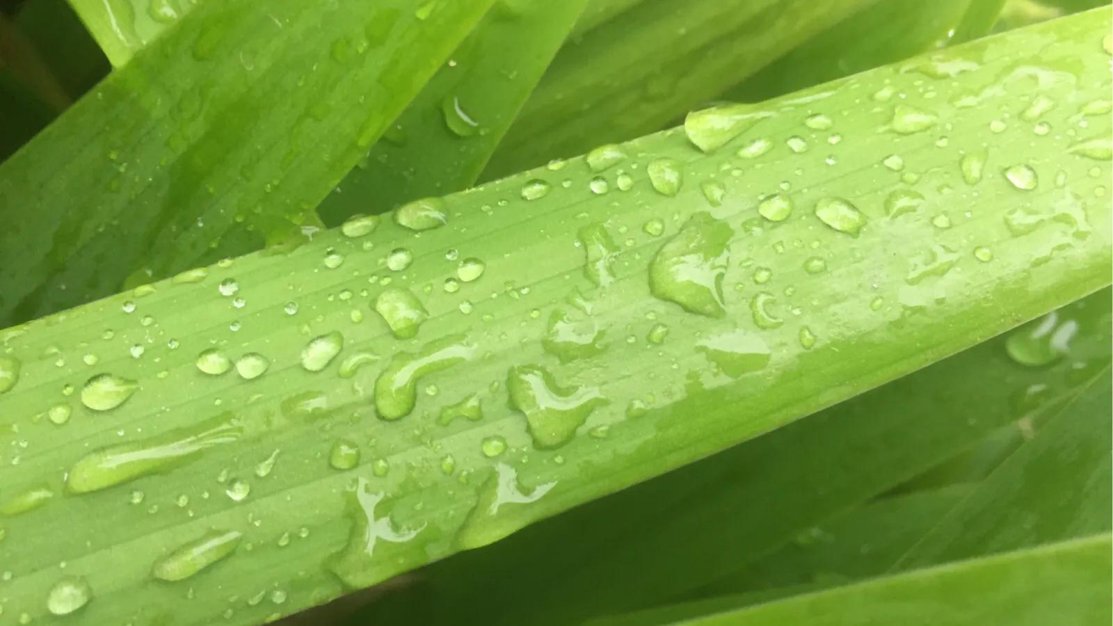 水晶之恋季方语,诗歌水晶之恋