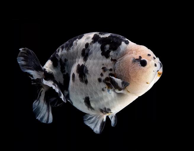 金鱼鉴赏分为三个方面,有关金鱼的种类资料大全