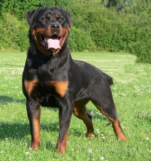 罗威纳正确的打开方式,罗威纳的尴尬期是什么意思