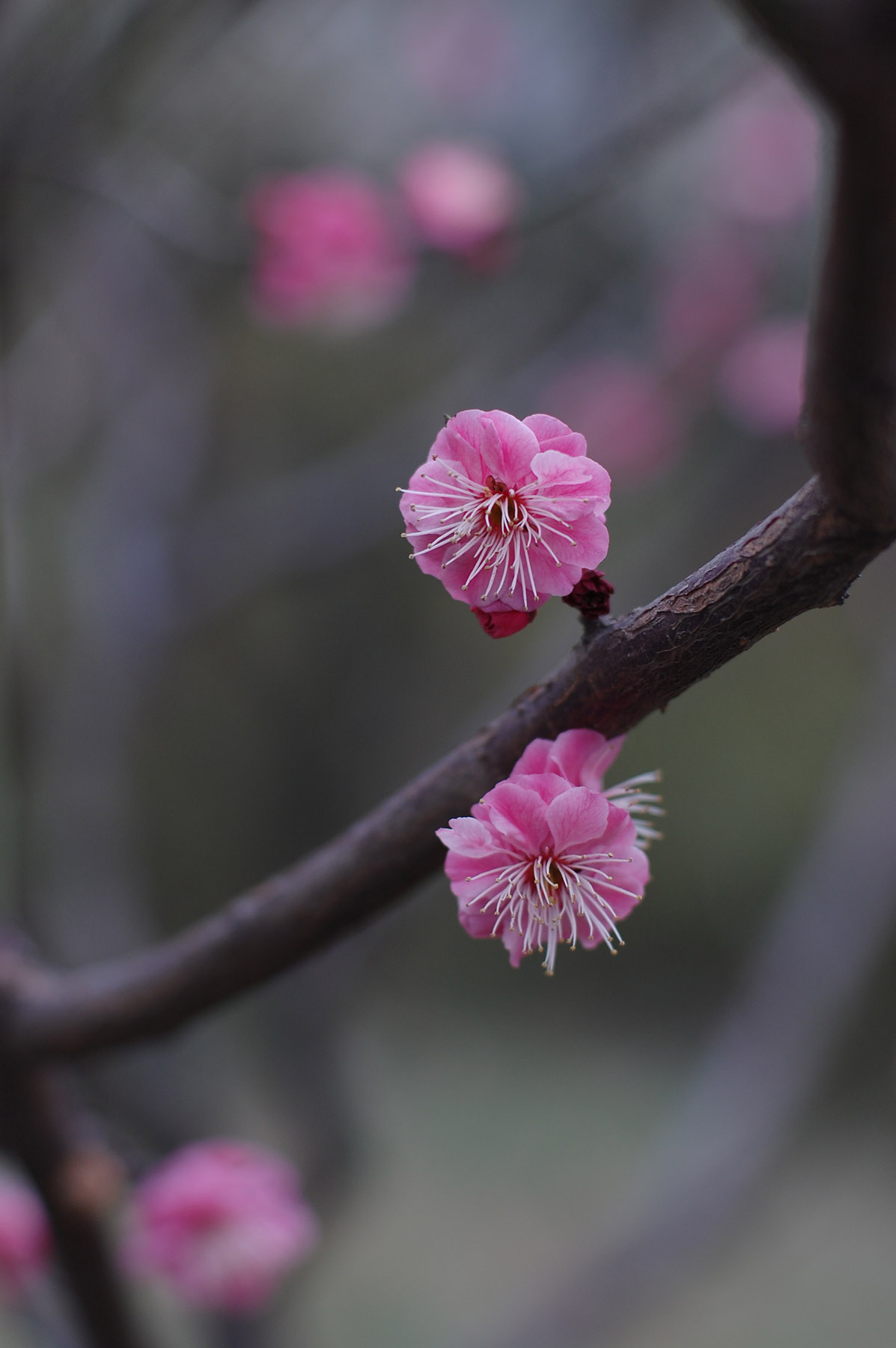 尼康d40x详细介绍,尼康d40x狗头机