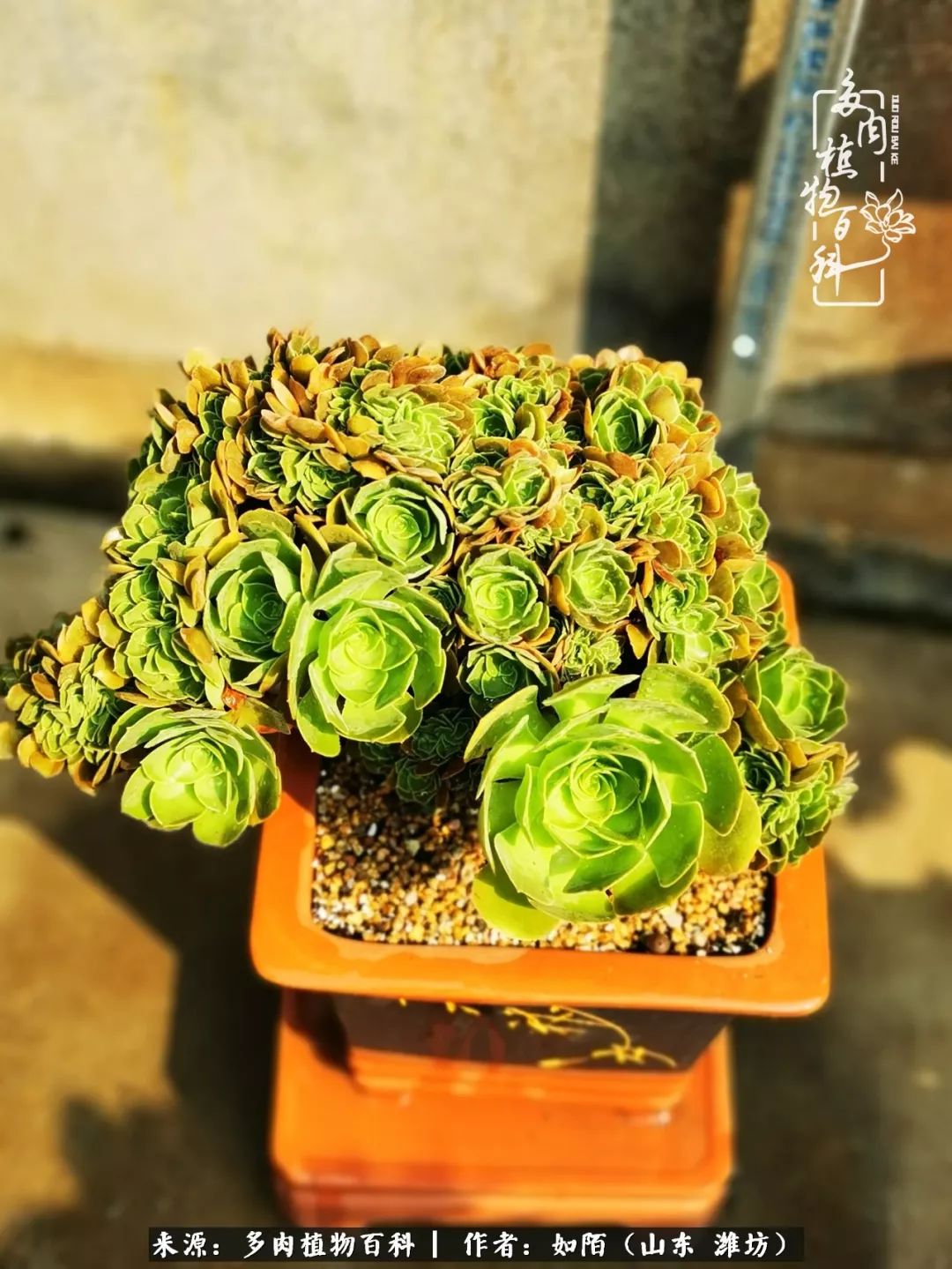 凤凰涅槃，浴火重生！多肉法师圣斗士们的秋天！（附养护经验）