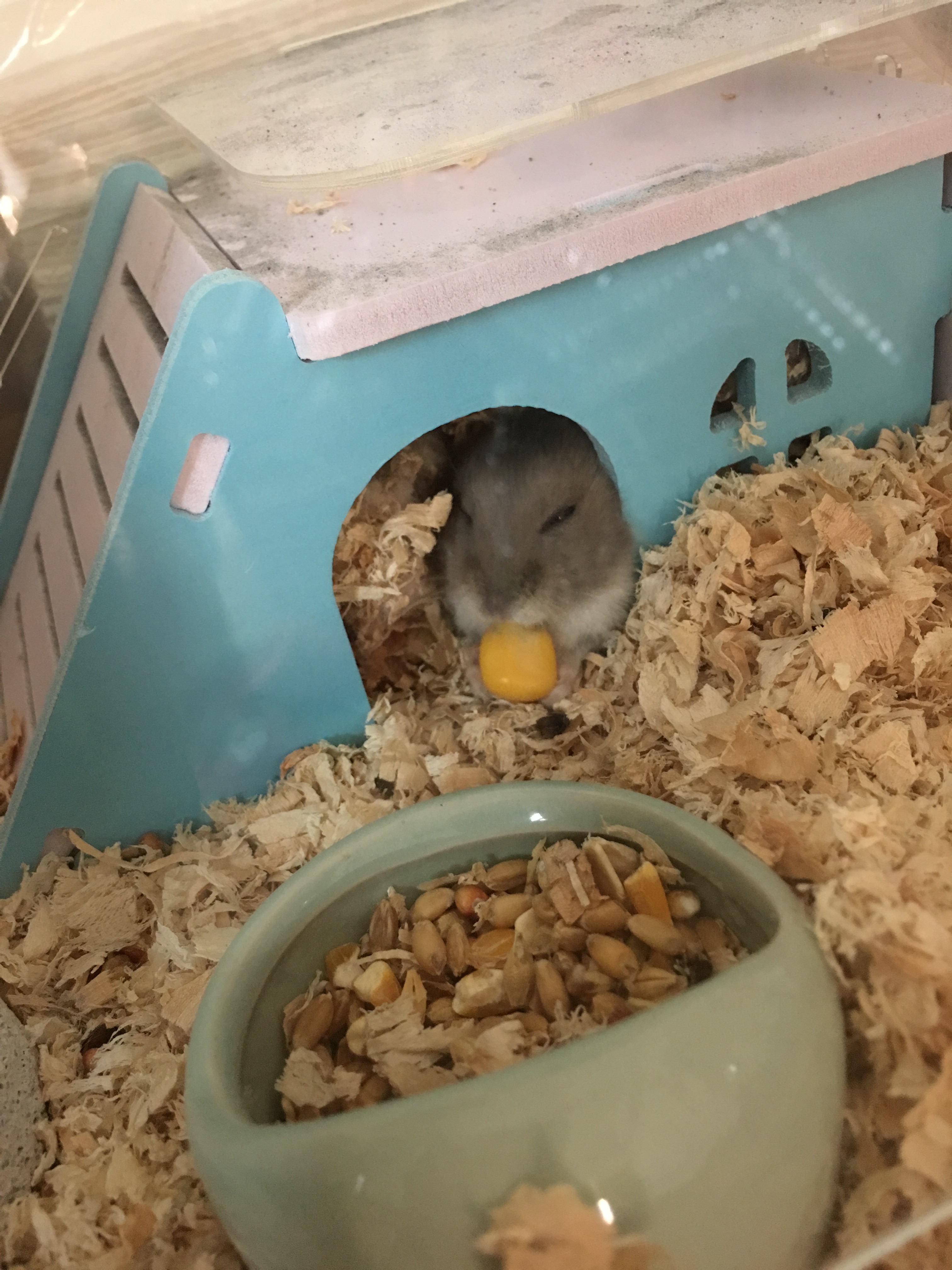 小仓鼠怕怪物,仓鼠怕什么音乐