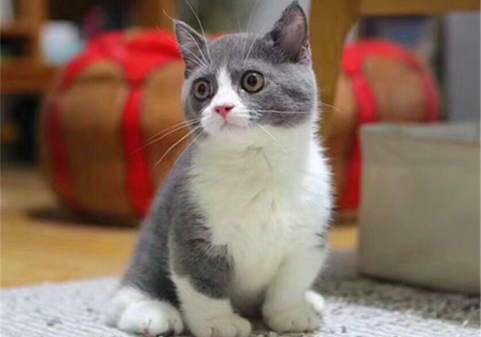 猫咪体重低怎么回事,猫咪体重忽上忽下