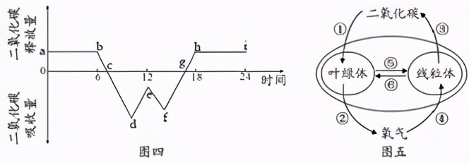 人教版七年级生物植物的呼吸作用,生物光合作用与呼吸作用的综合题