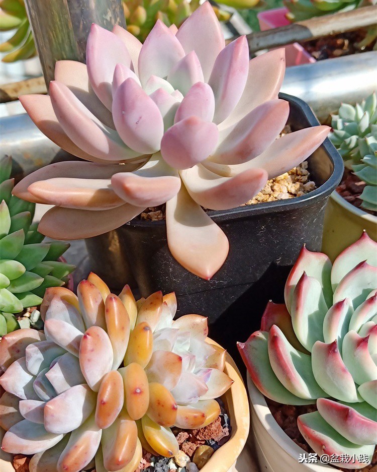 多肉出锦的方法,哪些多肉出锦是粉红色的