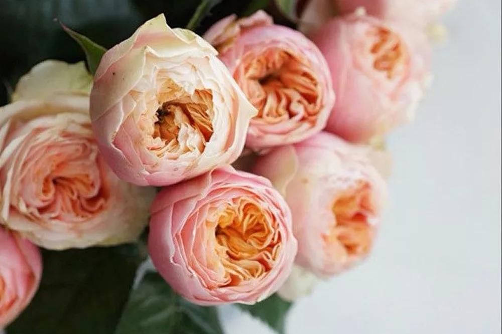 花店必备的5款玫瑰,鲜花图鉴一次性认识30种玫瑰花