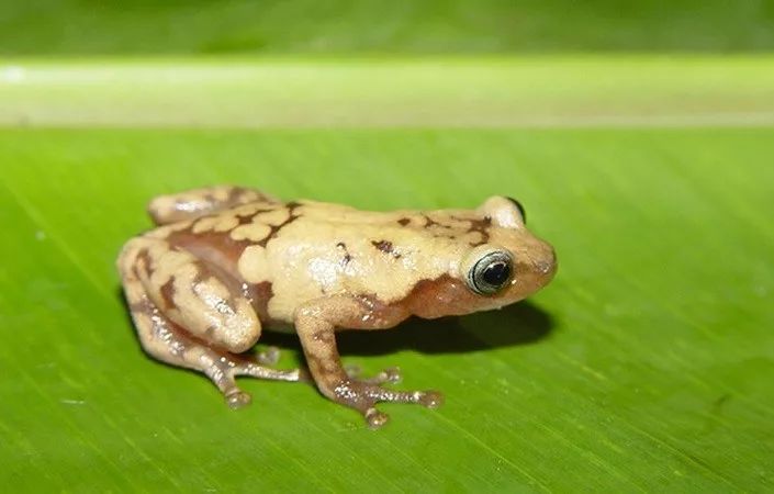物种灭绝到底有多可怕,2亿年前的物种灭绝