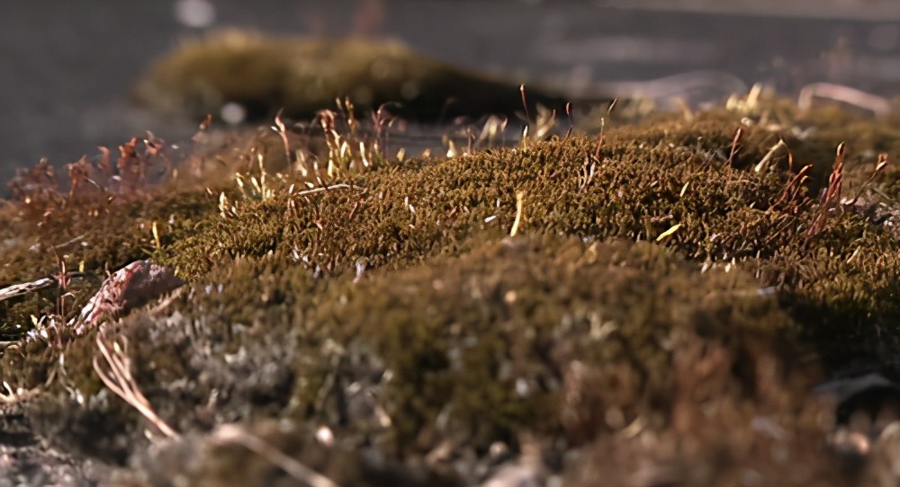 2027年人类会不会消失,2027年人类会消失吗