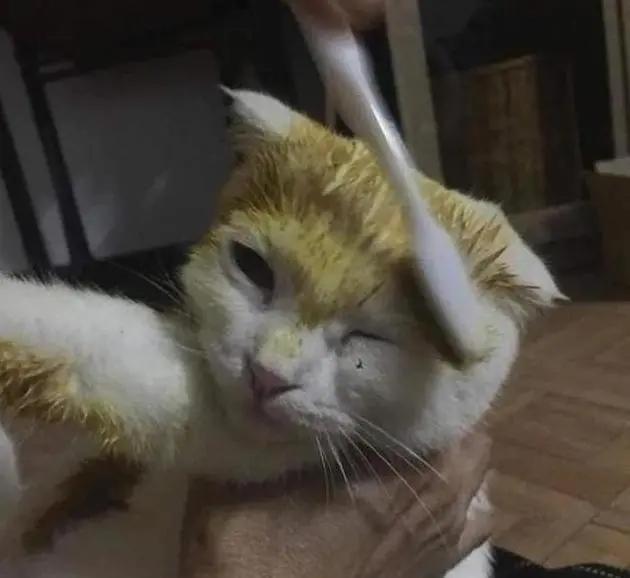 铲屎官用什么治猫癣,铲屎官长猫癣涂什么药膏