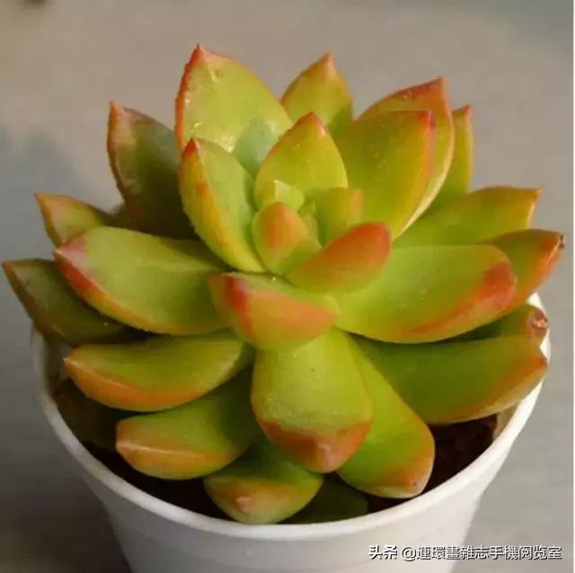 365种多肉图谱大全,365种鲜花图册大全