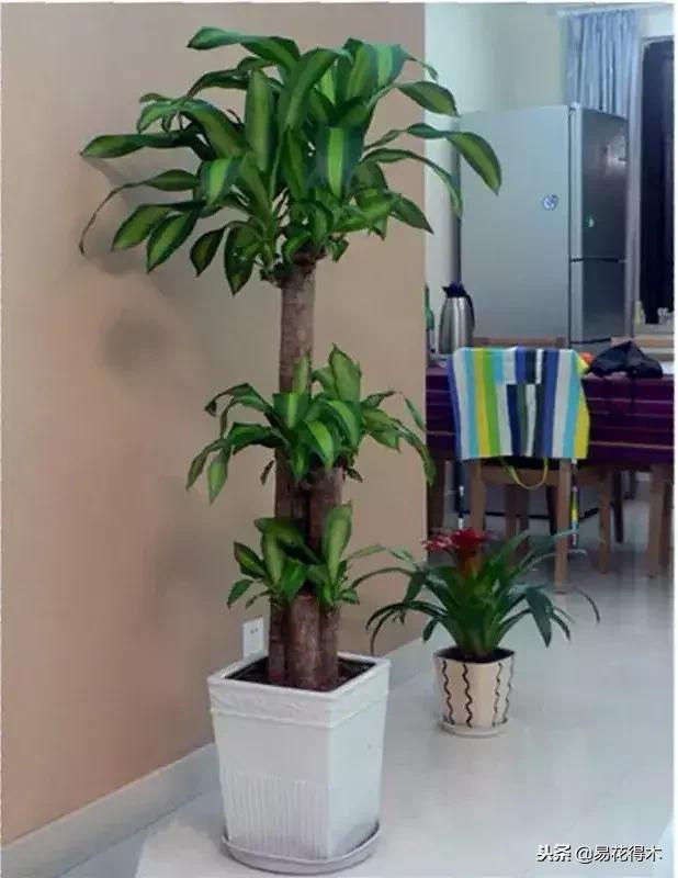 巴西木树的病虫害防治,巴西木霉菌怎么处理