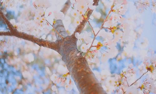 为英伦女神而生，20万日元一把的“樱和伞”，发售一小时就被抢光