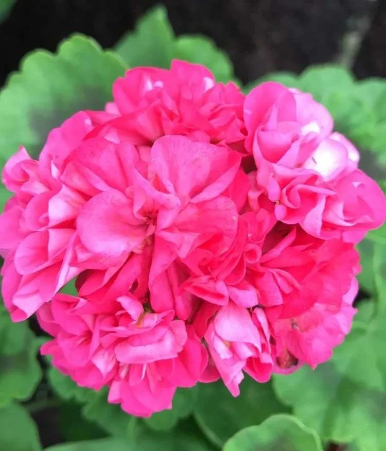 这种花别乱浇水水越多越不开花,这种花不怕冷好养易活