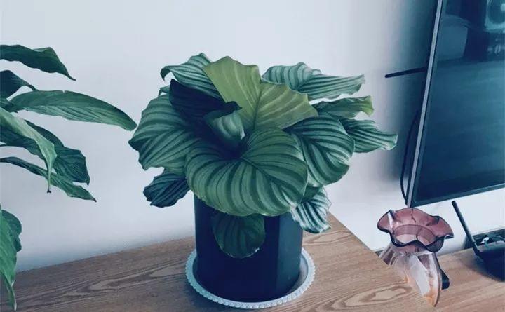 养花新手不知道养什么，就选这几种植物，轻松养爆盆