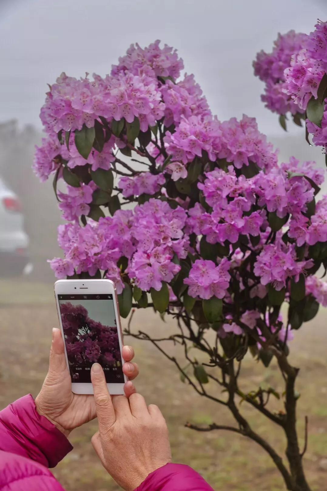 乌蒙大草原高山矮杜鹃,盘州市乌蒙大草原高山