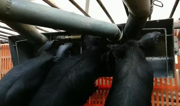 人脸识别是识别五官还是皮肤,人脸识别猪鼻子