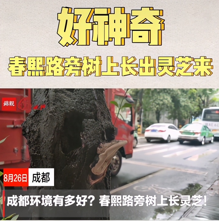 好稀奇！成都春熙路树上长灵芝成都的生态环境，到底有多好？