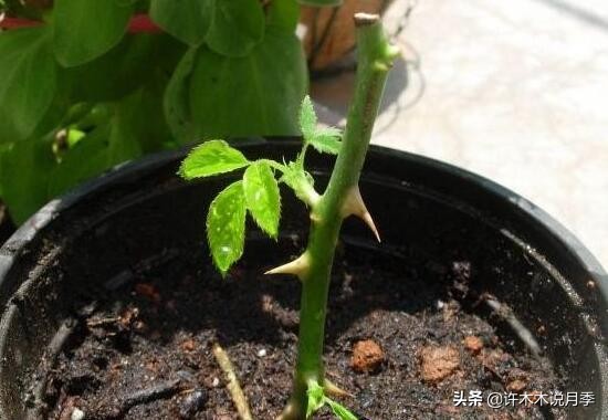 月季扦插长出愈伤组织后多久生根,如何判断月季是根瘤还是愈合组织