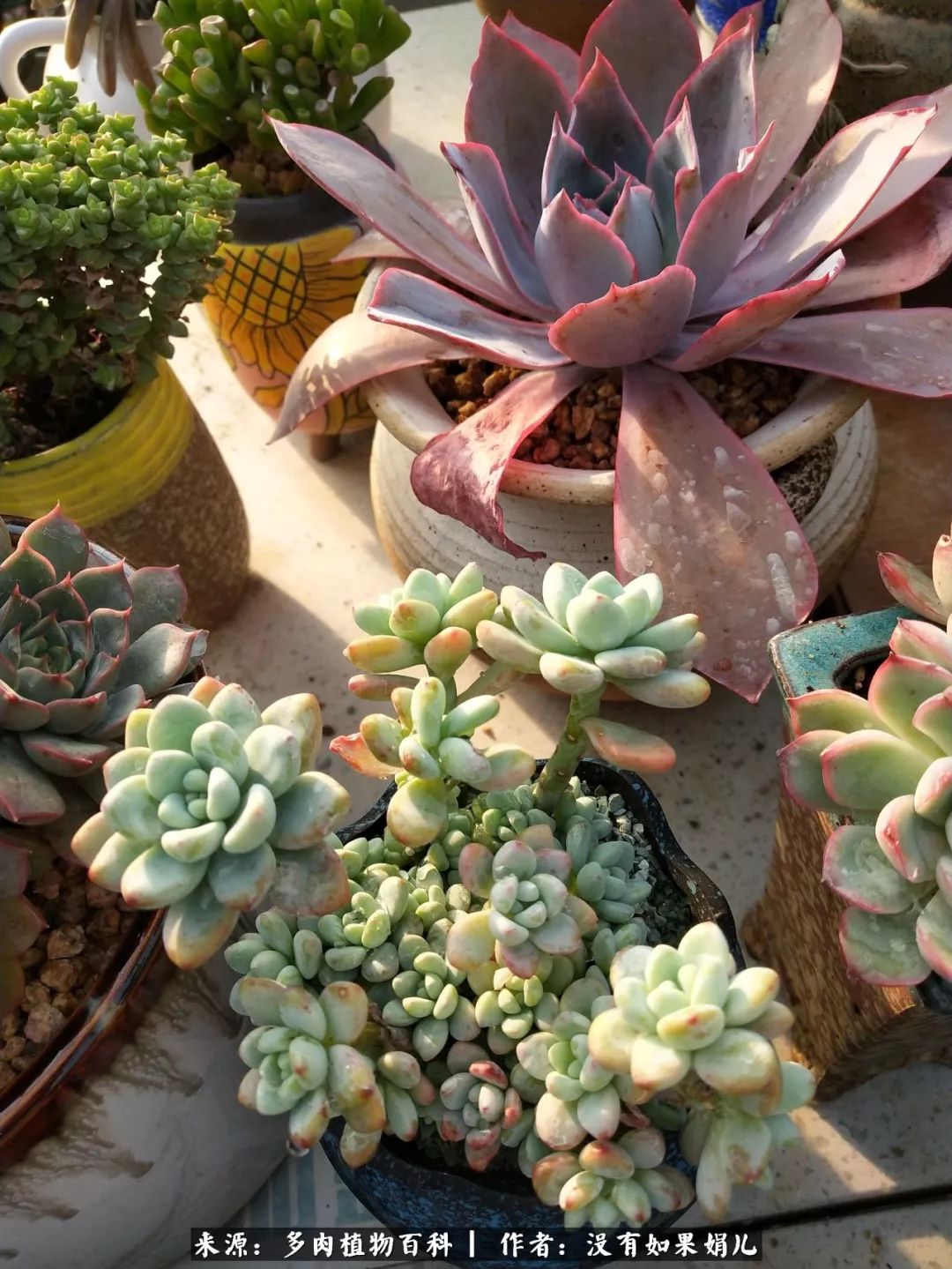 明人不说暗话，我为多肉而来！