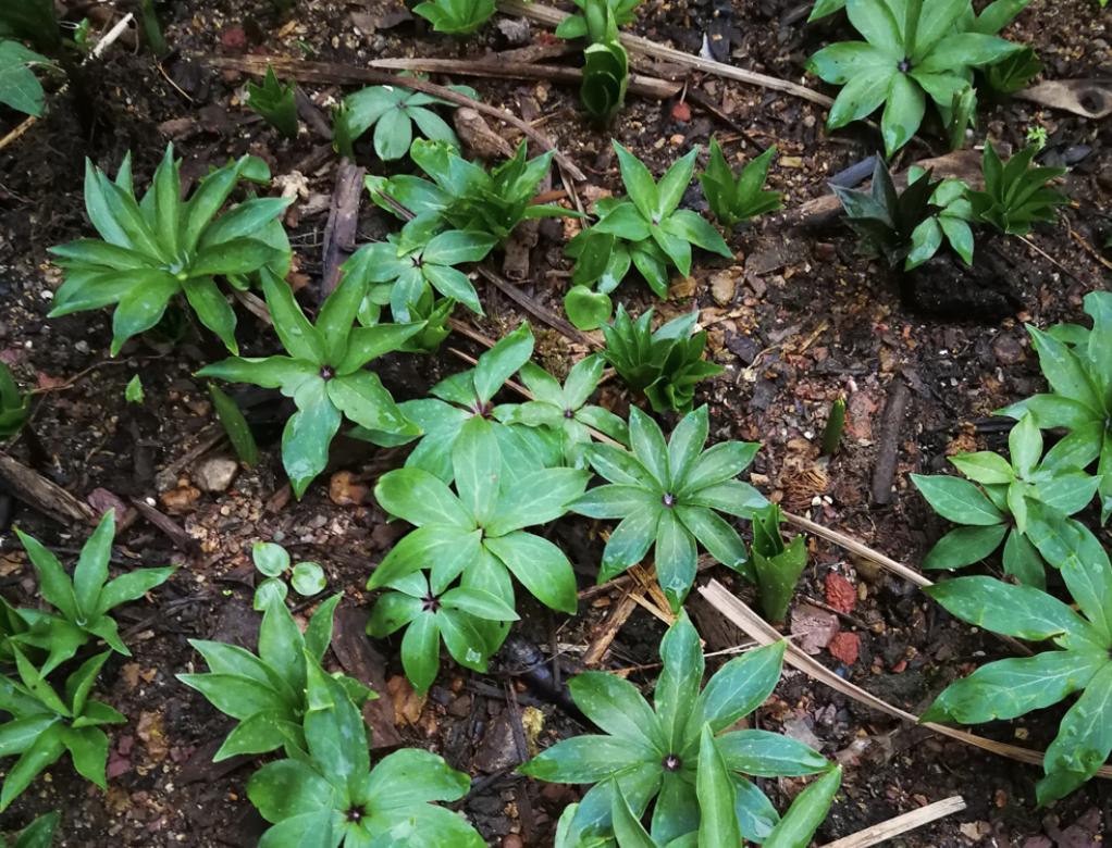 竹林里的野草有哪些,农村生长的这种常见野草