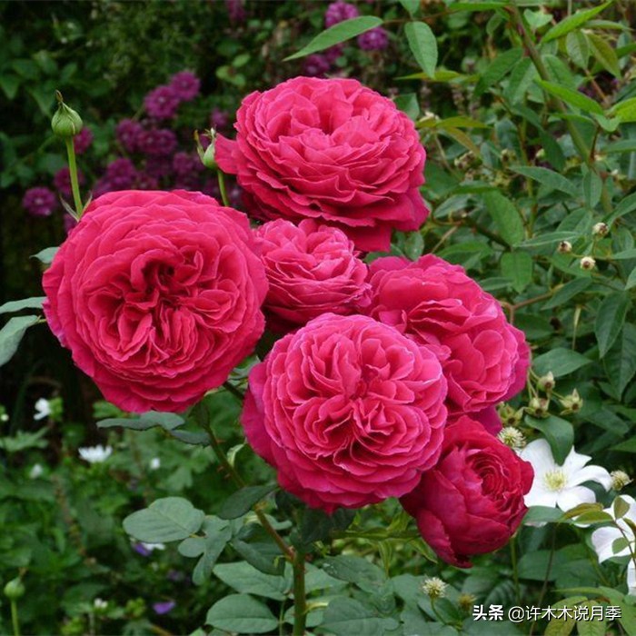 月季病害高清图,12种月季常见病害图解