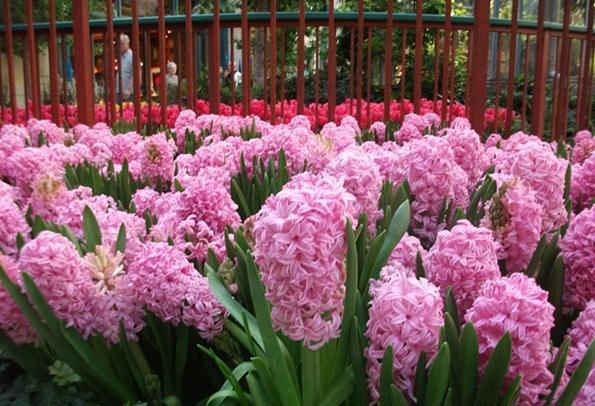 风信子开完花后怎么处理视频,风信子开花后怎么处理种球