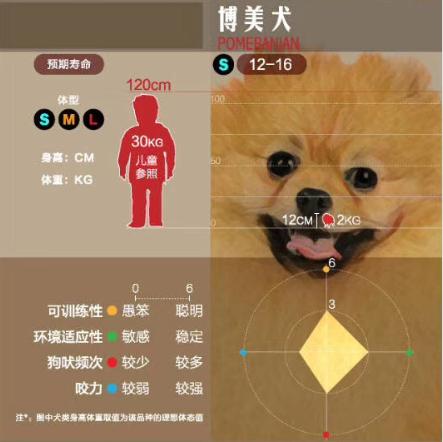 狗狗大讲堂,狗狗们上课去学校