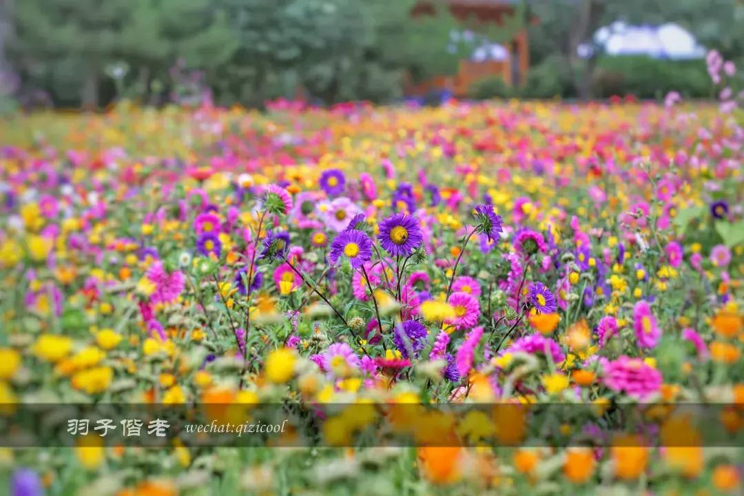 打卡青海湖自驾游,打卡全国酒店