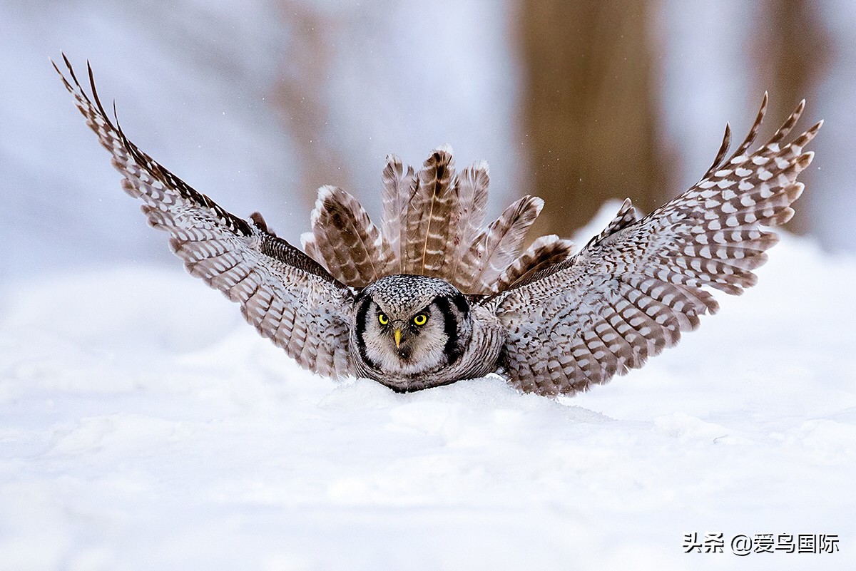 观鸟大年作品集,观鸟大年完整版