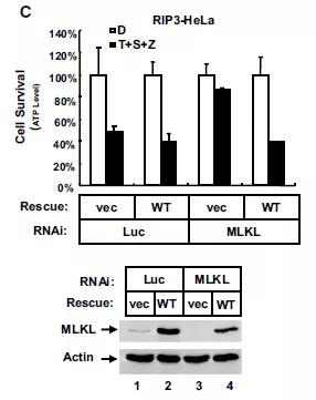 跟大牛学习,跟大牛学什么技术好