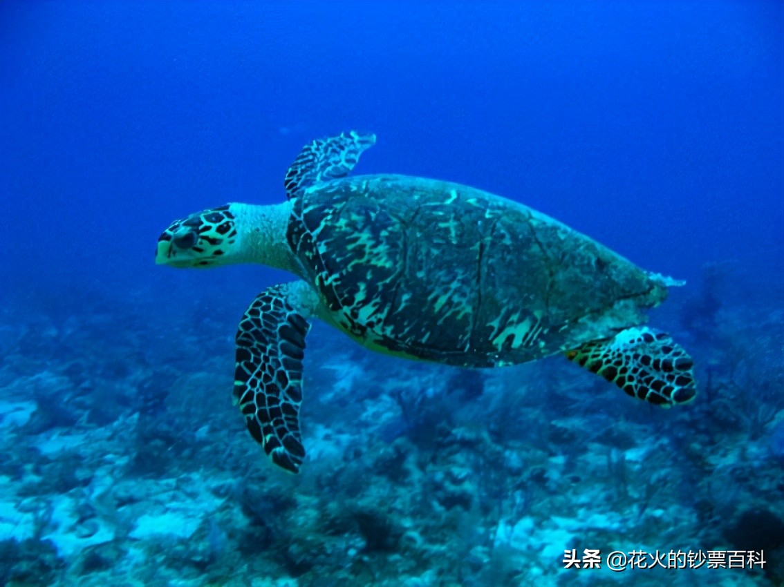 马来西亚新版钞票,让你看看马来西亚人有多漂亮