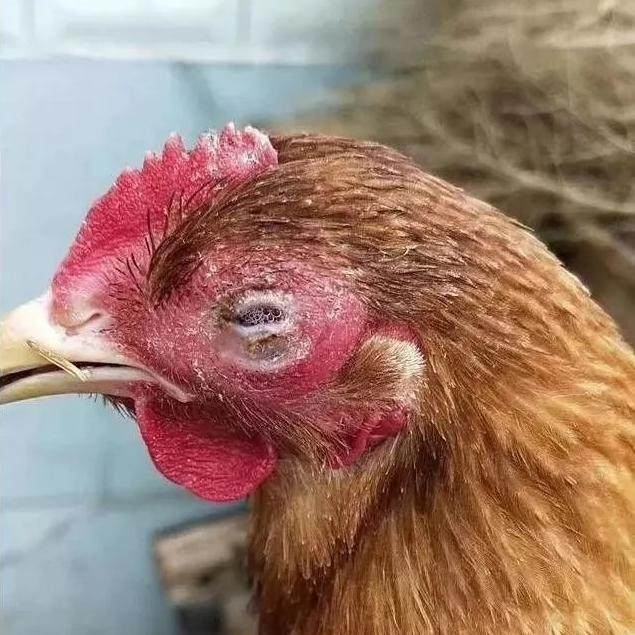 鸡眼睛流泪、肿大睁不开是什么病该怎么治疗？做好这些，轻松养鸡