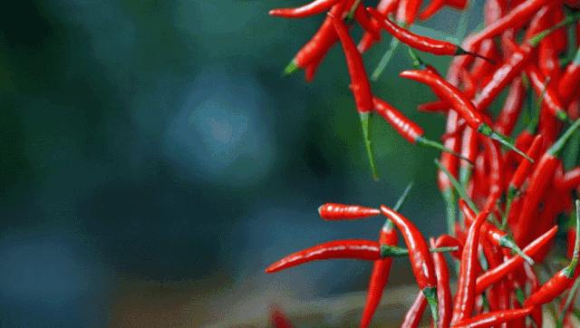 这里是四川英文,这里是成都