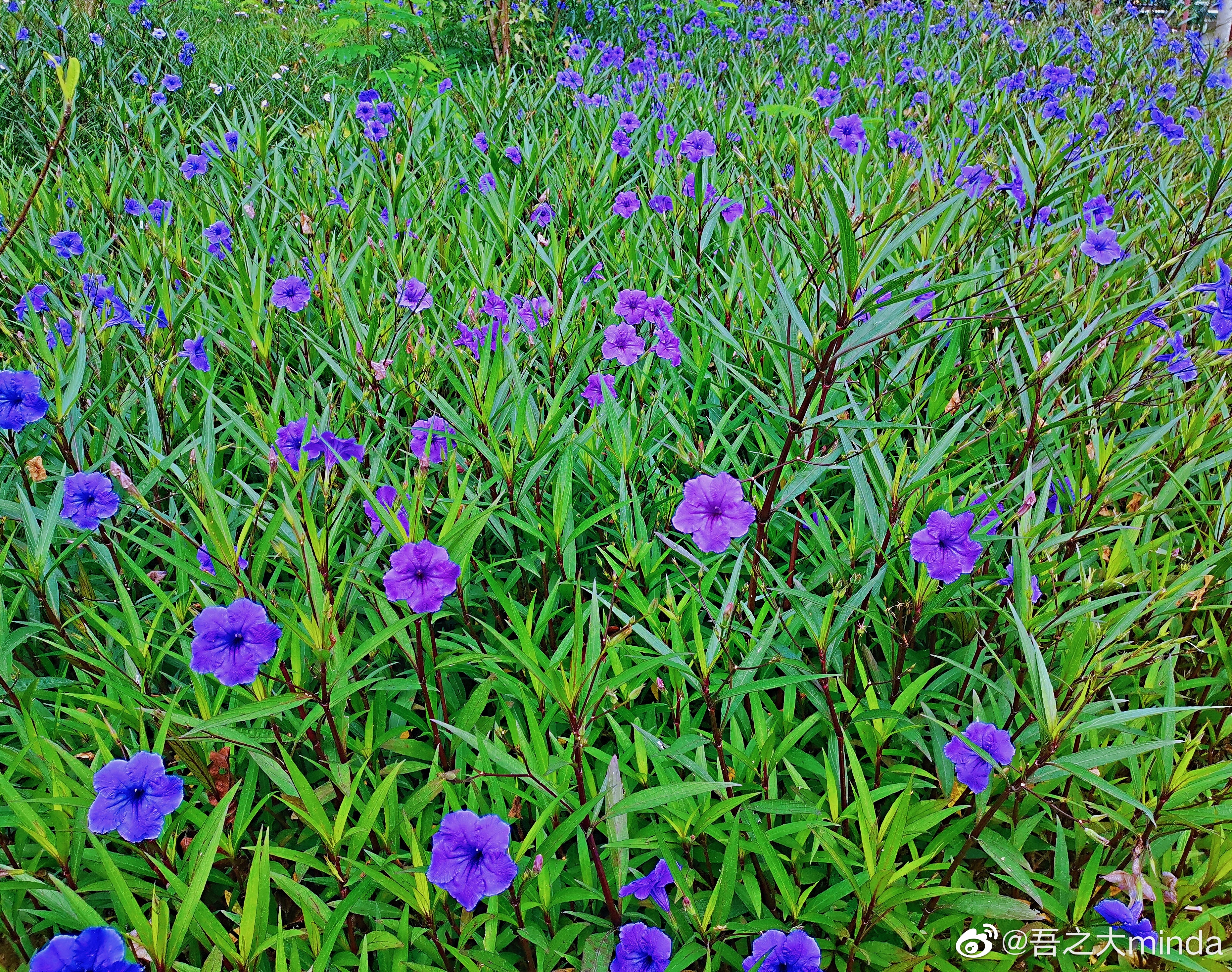 梧桐山下幽径,梧桐山下清风明月