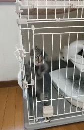 猫的本质是液体，不信看这里，萌化你