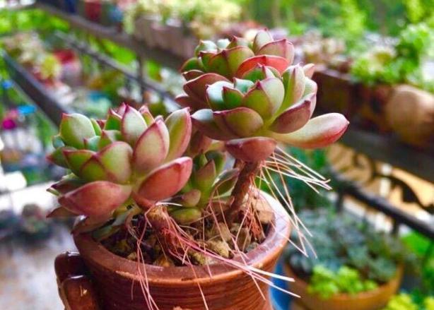 多肉植物长侧芽太多怎么办,多肉植物长胡须怎么办
