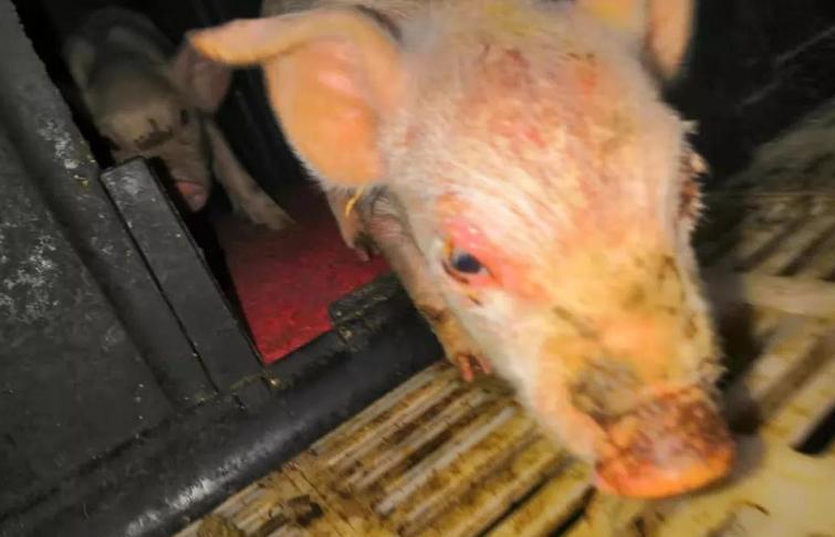 母猪奶水不好小猪越来越瘦,母猪奶水不好