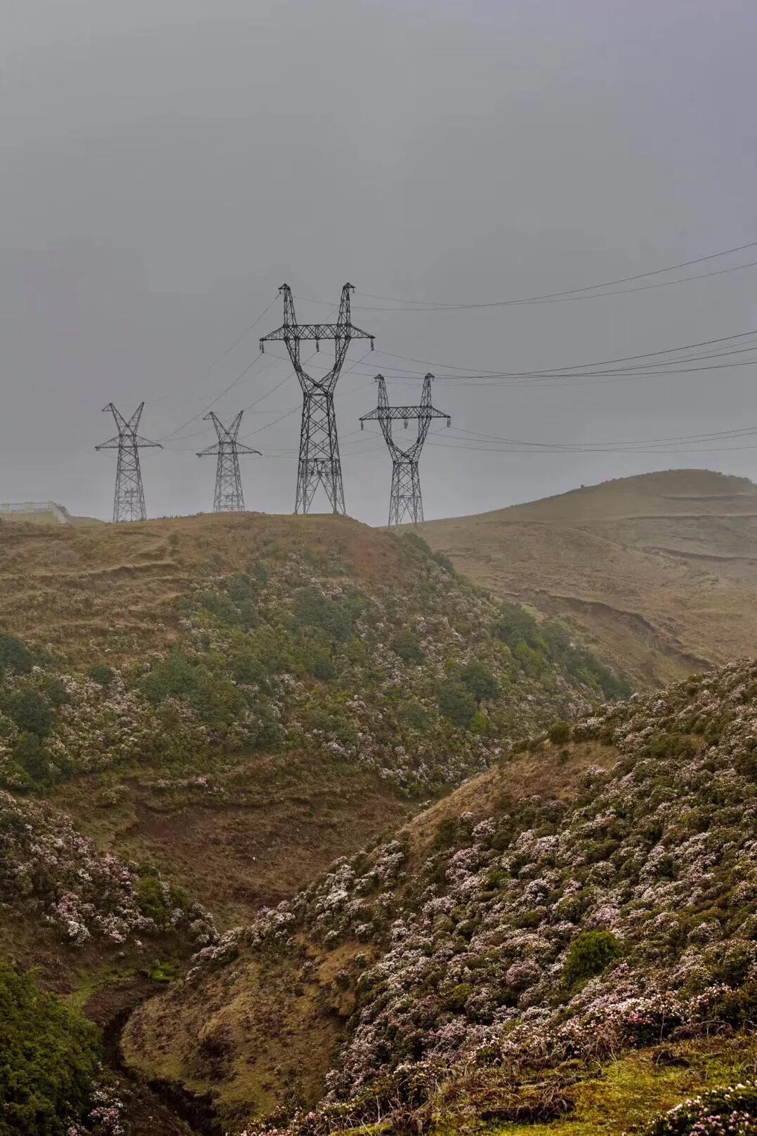 乌蒙大草原高山矮杜鹃,盘州市乌蒙大草原高山