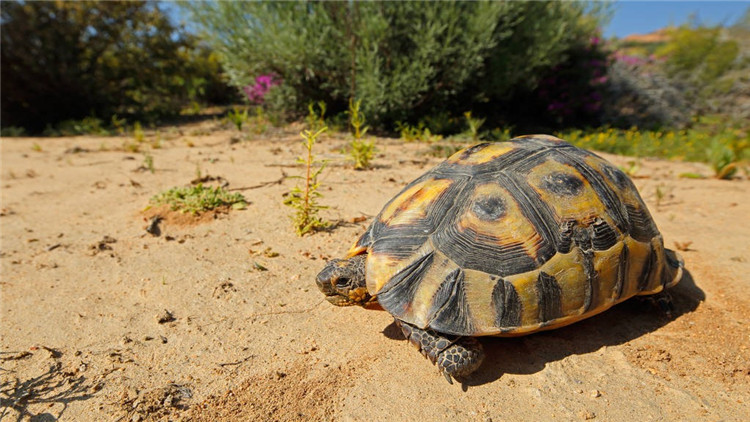 乌龟不吃食趴缸是什么原因,乌龟现在不吃食是什么原因