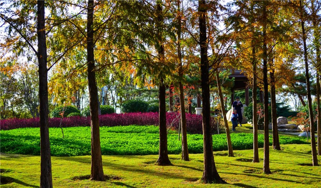 济南森林公园雪景,济南最美森林公园