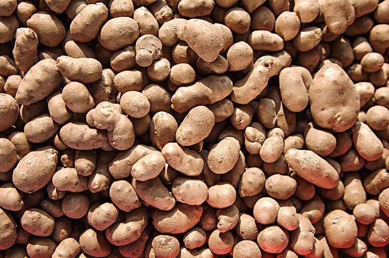 山药发芽出山药豆,山药豆出芽的条件