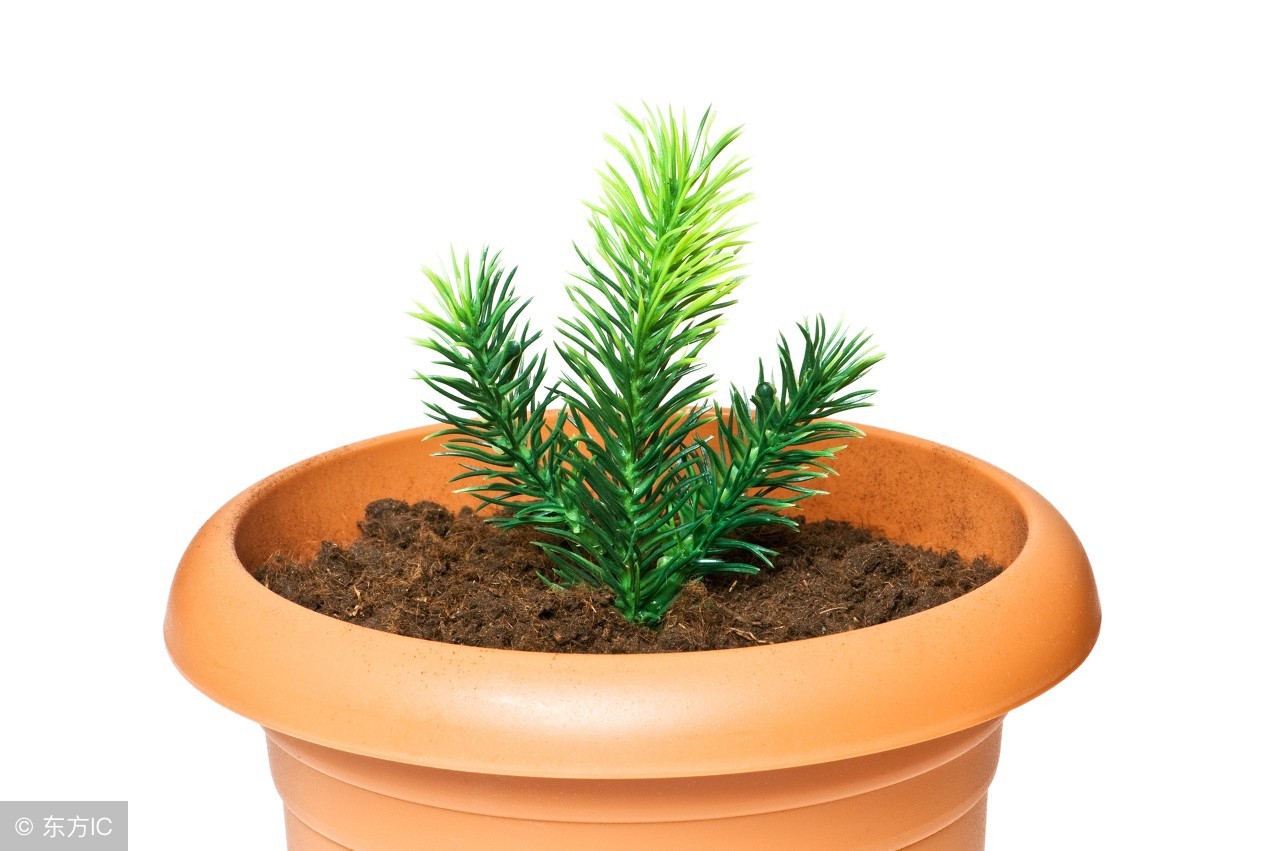 几个小药片就能养好花卉,养花用这四种小药片