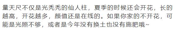 什么花放在家里最好看最实用,放家里风水好又好养的花有哪些