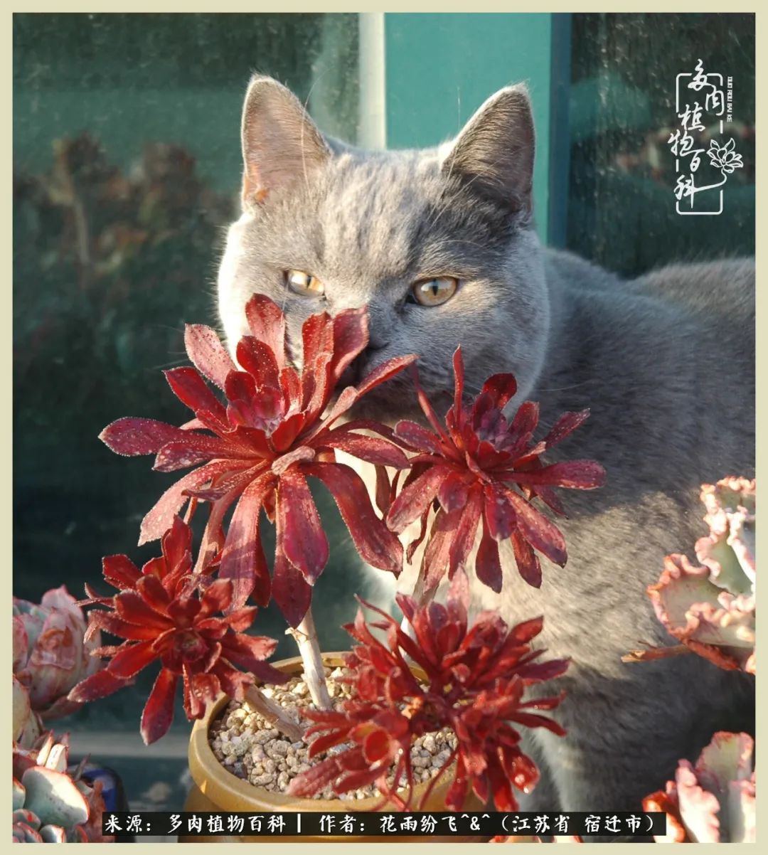 我家老臧：从反对到爱屋及乌的多肉守护人